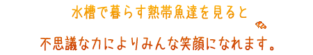 こんなときは水槽で暮らす熱帯魚たちを見てね！
