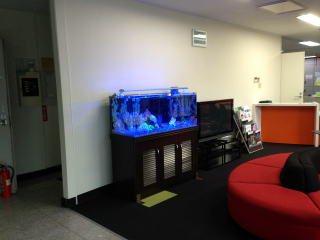 コンパクトな海水魚水槽