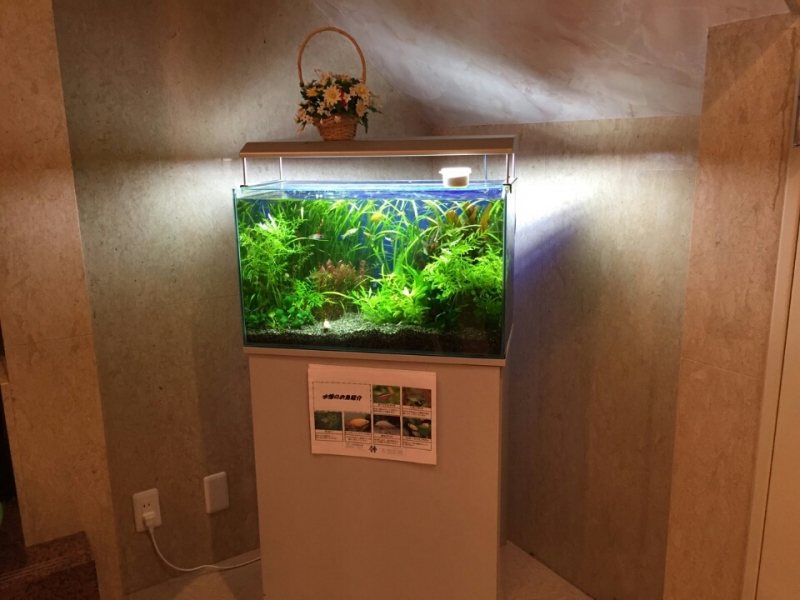 水草と熱帯魚の淡水水槽